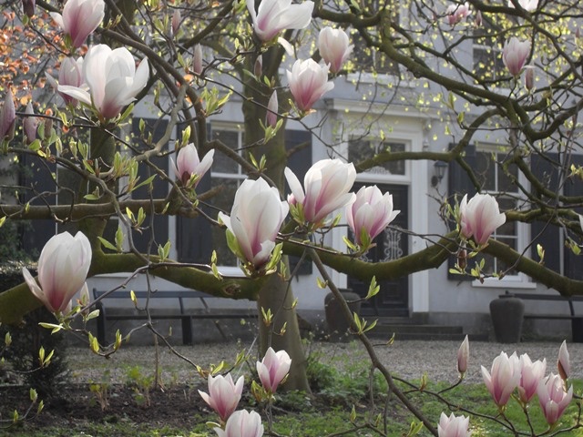 Bloeiende magnolia voor het monumentale huize Poelwijk in Gendt